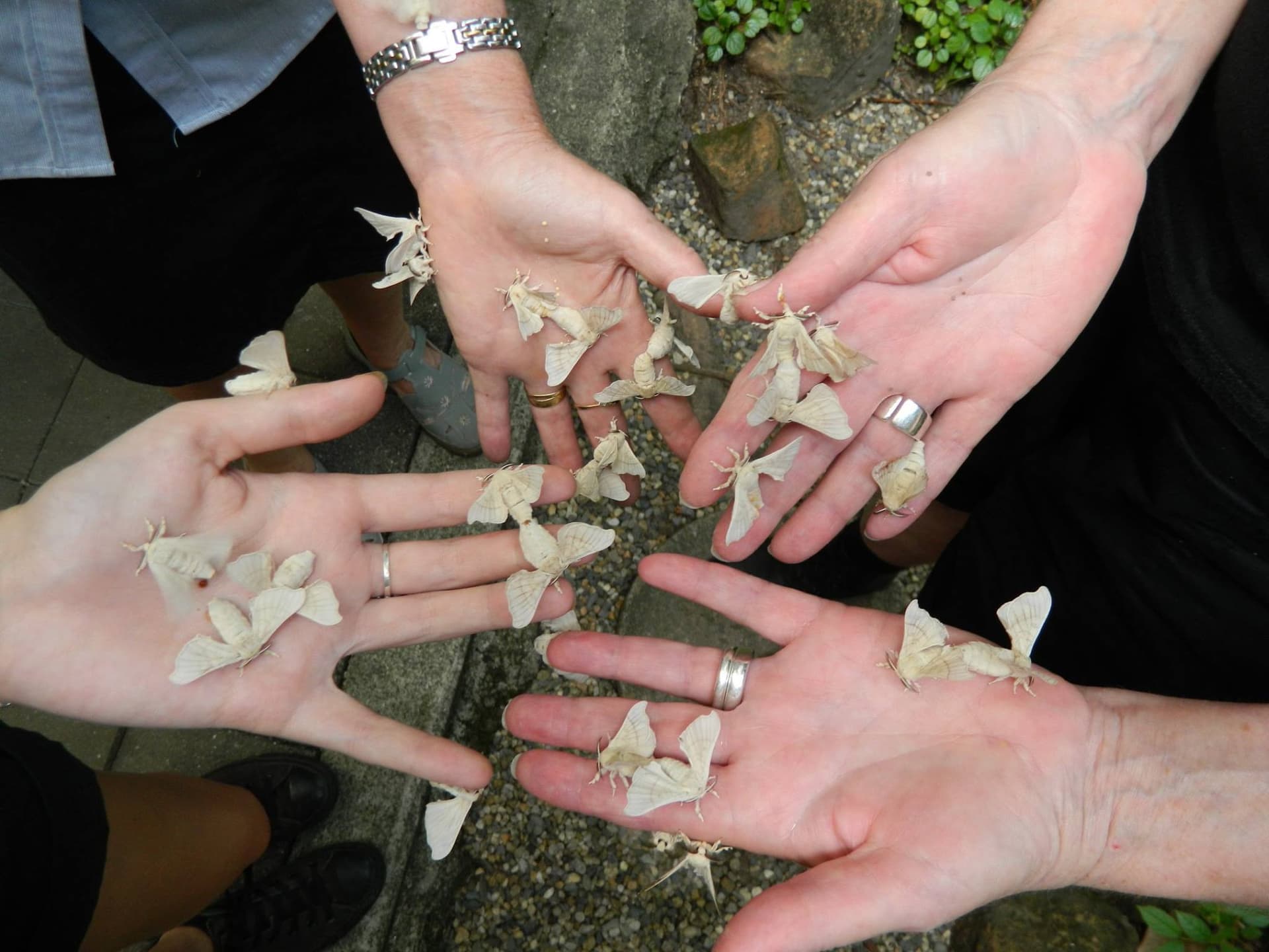 Australian Butterfly Sanctuary - image 5
